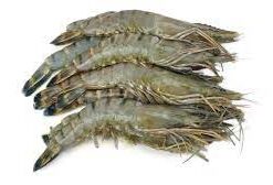 Gamba met kop diverse maten