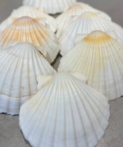 Coquille schelpen schoongemaakt per 10 stuks (bolle gedeelte van de coquille schelp)